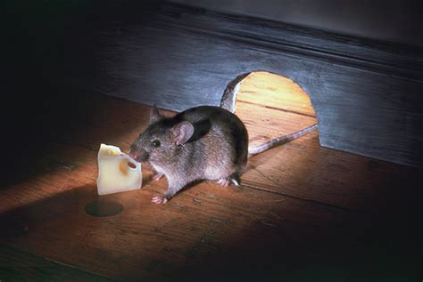 怎麼驅趕老鼠 房子的照片